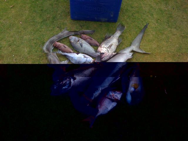 Yesterdays catch 28/12 Yesterdays catch 28/12